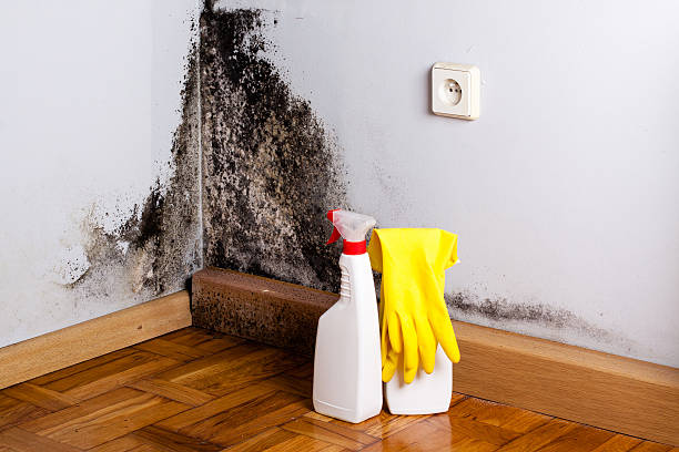 Best Home Mold Removal  in Lochbuie, CO